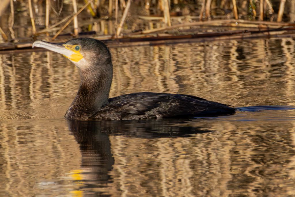 Cormorant image 3